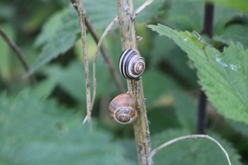 snails on a stem by Rosalie Broerze