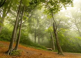 Mysterieus Bos sur Ronald Massink