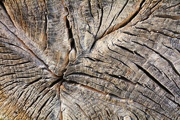 Verweerde oude boomschijf van een afgezaagde boom van Heiko Kueverling