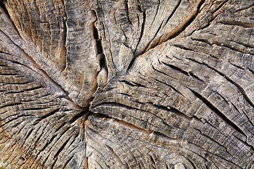 Verweerde oude boomschijf van een afgezaagde boom