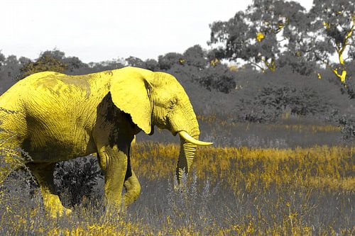 The yellow African elephant wildlife nature art