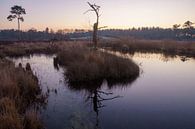 winterlandschap van Bas Oosterom thumbnail