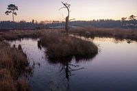 winterlandschap