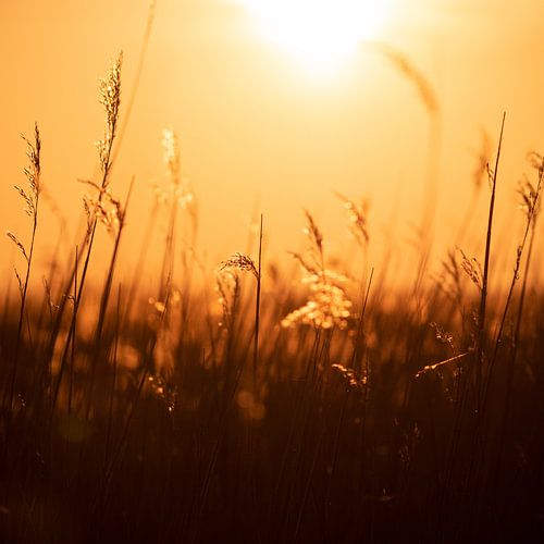 Field with golden morning sun