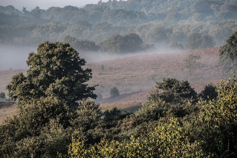 Summer morning on the Posbank by Karlo Bolder