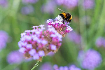 Bumblebee in close-up on nectar on Verbena bonariensis flowers by Lieven Tomme