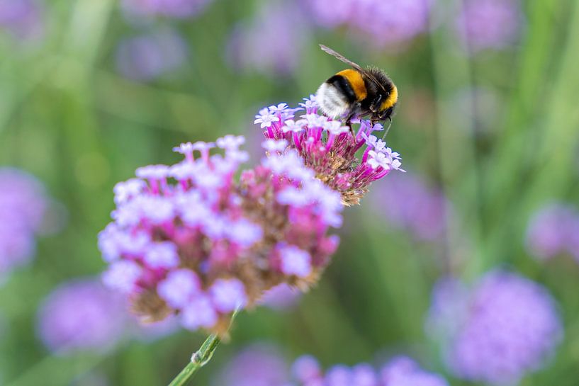 Hommel in close-up aan de nectar op Verbena bonariensis bloemen van Lieven Tomme