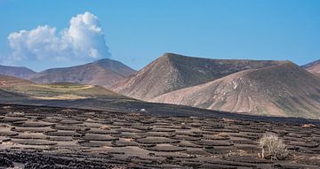 Lanzarote landschap met de wijngaarden van La Geria op de voorgrond. 