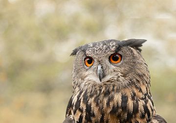 portret van een uil, oehoe van M. B. fotografie