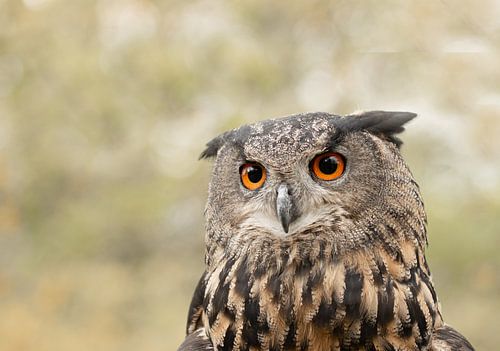 portret van een uil, oehoe