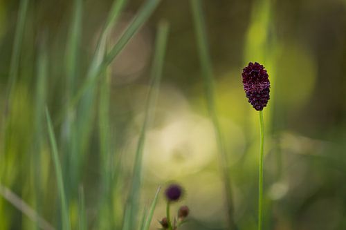 Un buste brun unique dans une prairie de conte de fées, Enige bruine biet in een sprookjeweide