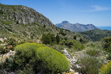 Grüne Berglandschaft nahe der Mittelmeerküste