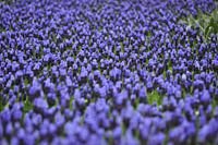 Blume