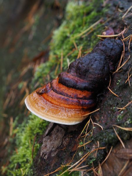 Red-edged wood mushroom on a tree trunk in the woods in Drenthe by Helene Ketzer