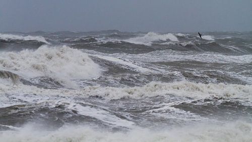 Kleine Jager boven zee in herfst storm panorama