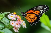 oranje vlinder op bloem