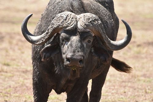 Buffalo 