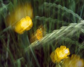 Abstract 6 by Philippe verspeek