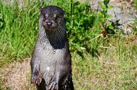 Loutre par Mirjam Welleweerd Aperçu