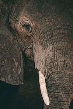 Close-up van een olifant tijdens een safari in Botswana van Nikkie den Dekker | travel & lifestyle photography