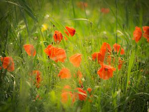 Coquelicots 