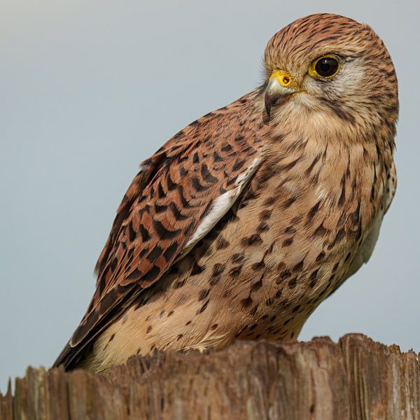 Een torenvalk troont trots by Sander Dreschler