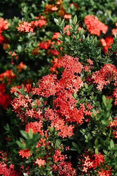 Red tropical flowers | Nature photography from Thailand | Botanical print by Mirjam Broekhof
