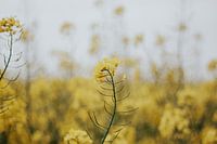 Natuurfotografie | Landschap van gele bloemen veld