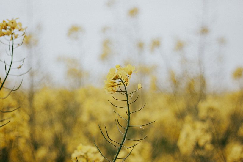 Natuurfotografie | Landschap van gele bloemen veld van AIM52 Shop