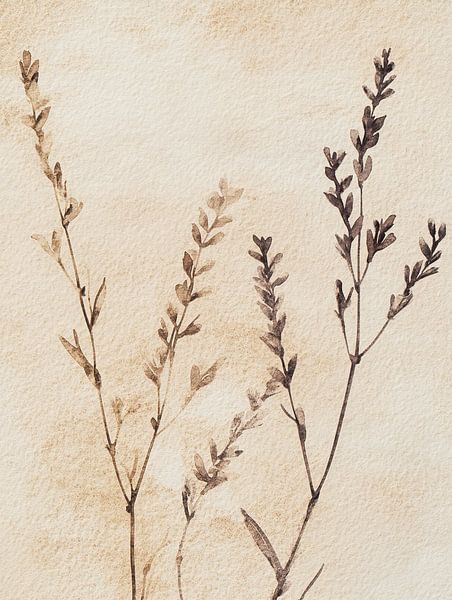 Dry flowers by Flower Studio