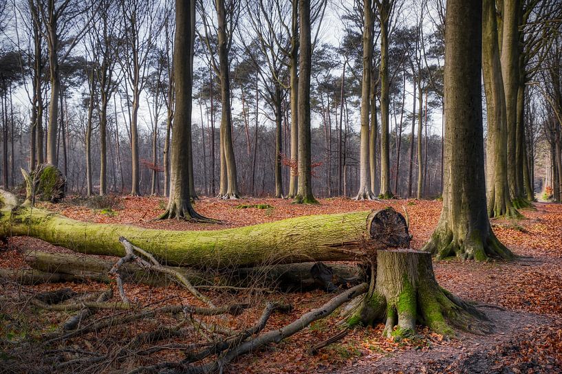Der umgestürzte Baum von Rudi Everaert