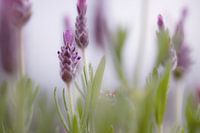 Sweet lavendula