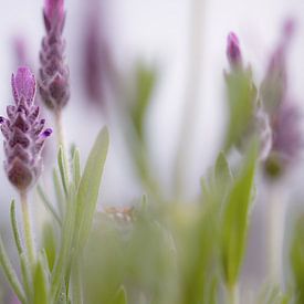 Sweet lavendula by Louise Schippers