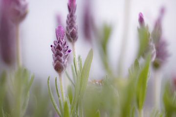 Sweet lavendula by Louise Schippers