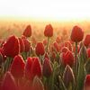 Rote Tulpen in der Morgensonne von Eefje John