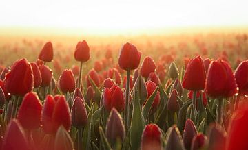 Rode tulpen in de ochtendzon van Eefje John