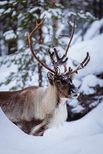 Renne avec de grands bois dans un paysage d'hiver