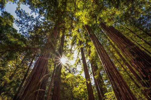Zonlicht in de Redwoods