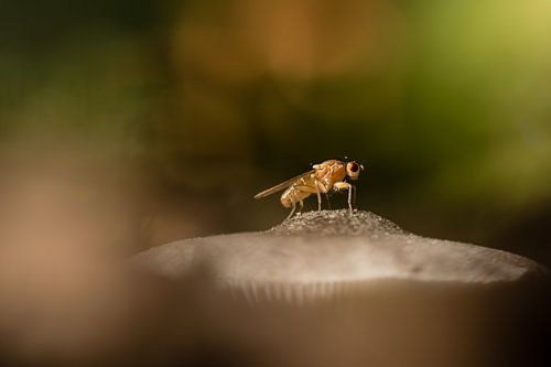 Liefde voor de paddenstoel (paddenstoelmug)