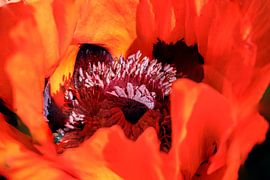 Detail Mohnblüte von Christoph Hermann