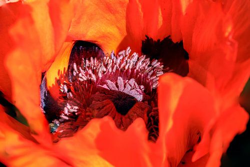 Close-up of a poppy flower