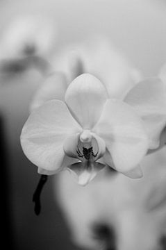 Orchidee - Kus me by Mariska van Vondelen