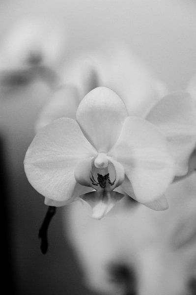 Orchidee - Kus me par Mariska van Vondelen