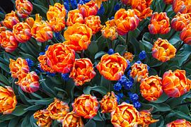 Tulips and grape hyacinth by Angelique Leemeijer