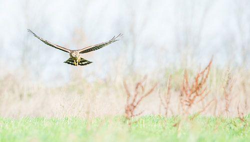 De blauwe kiekendief