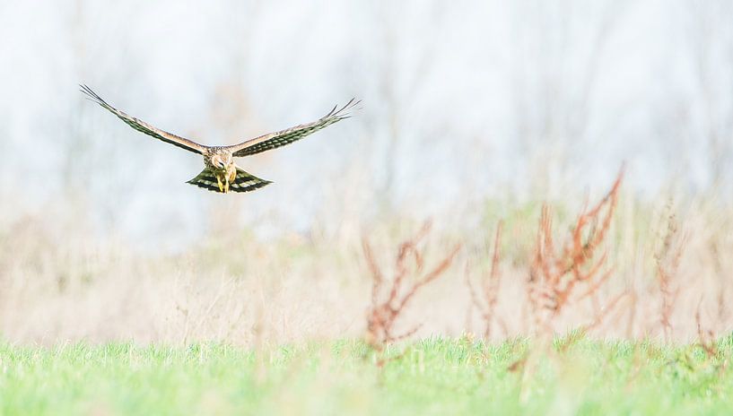 The hen harrier by Danny Slijfer Natuurfotografie
