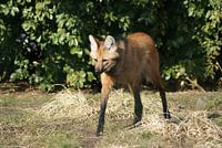 Manenwolf