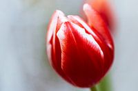 Close-up of a red and white Greigii tulip Plaisir in front of a dif