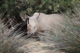 Animals and Nature by Lennart Mans