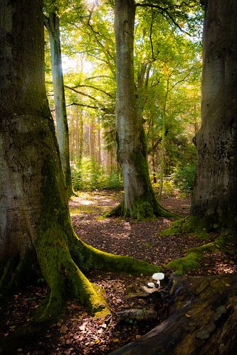 Bomen in de herfst